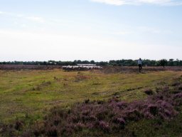 IMGP3176-Samling-paa-lammene